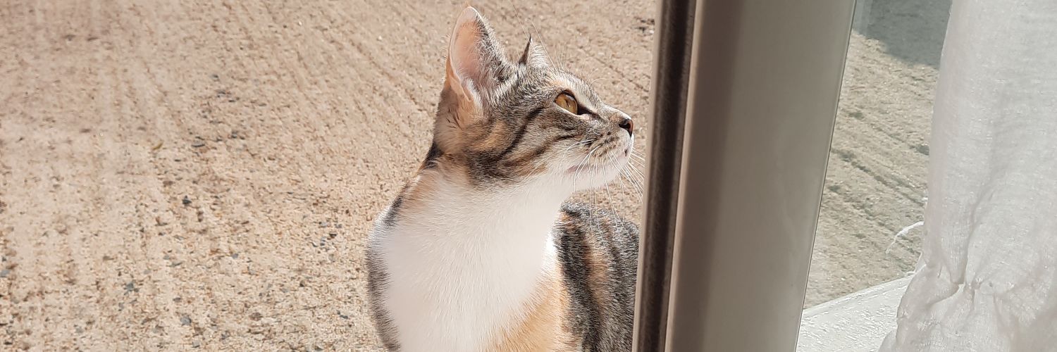 romaneera's profile banner image