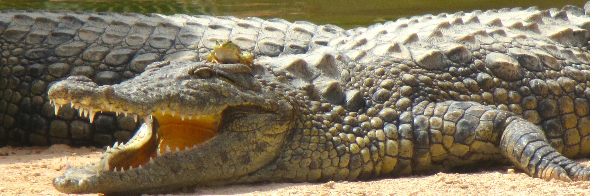 CROCOPARC's profile banner image