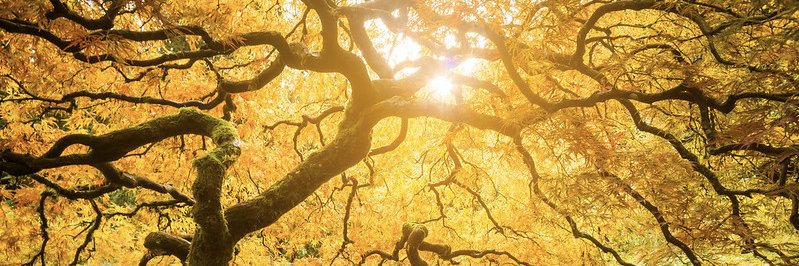 Lutherans Connect banner