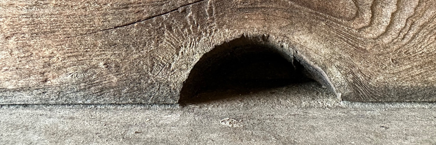 rodentologist's profile banner image