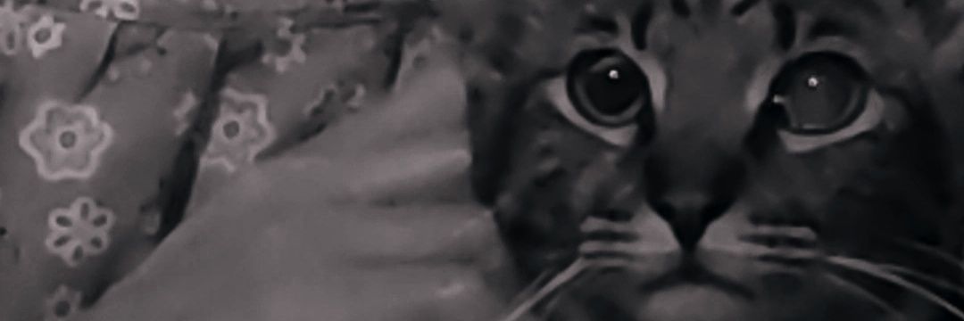 ANDREALAGE1's profile banner image