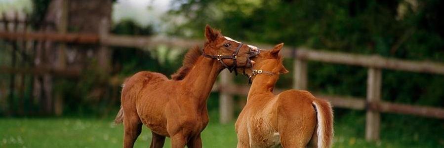 BritishBreeding's profile banner image