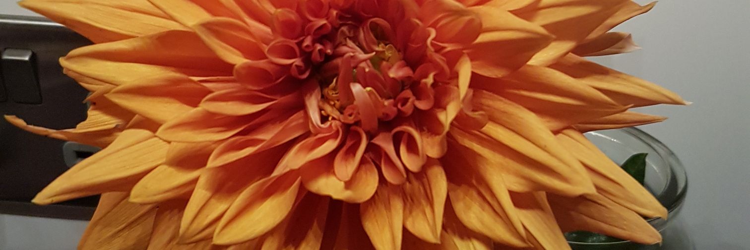 Juliegoolie1977's profile banner image
