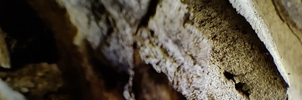 pharaxalkan's profile banner image