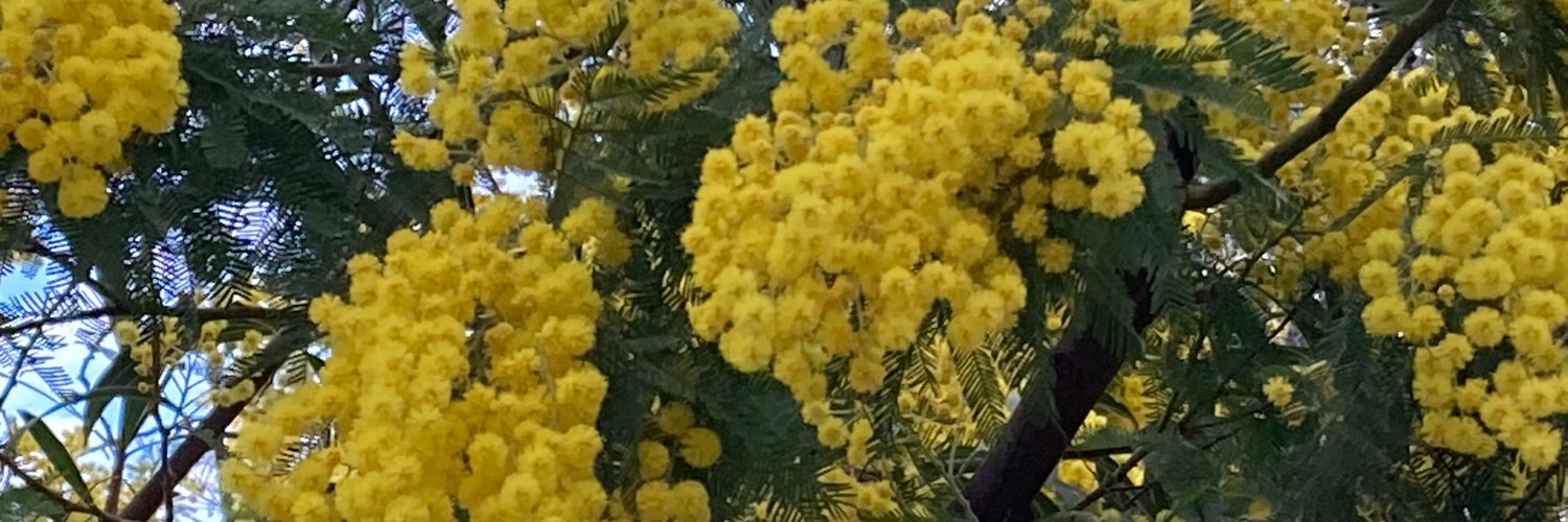 sandrina carosso banner