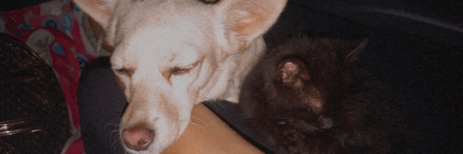 _duda_luiza's profile banner image
