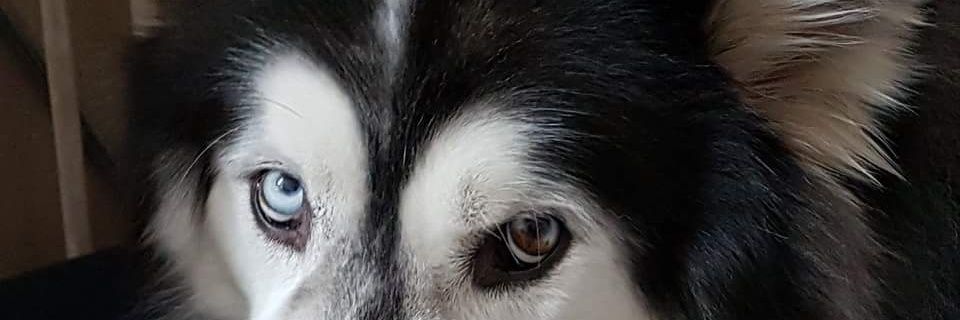 jacqvrouw's profile banner image