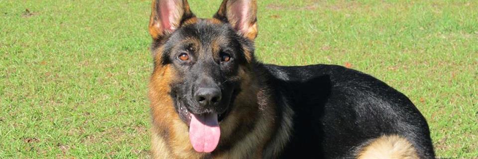 HarrisonK9AE's profile banner image