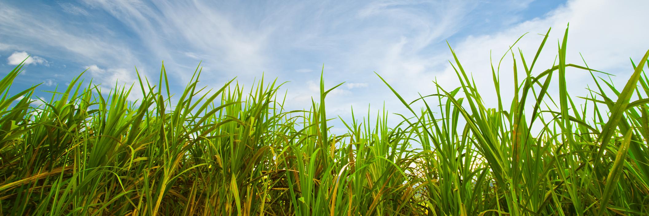 U.S. Sugar's banner