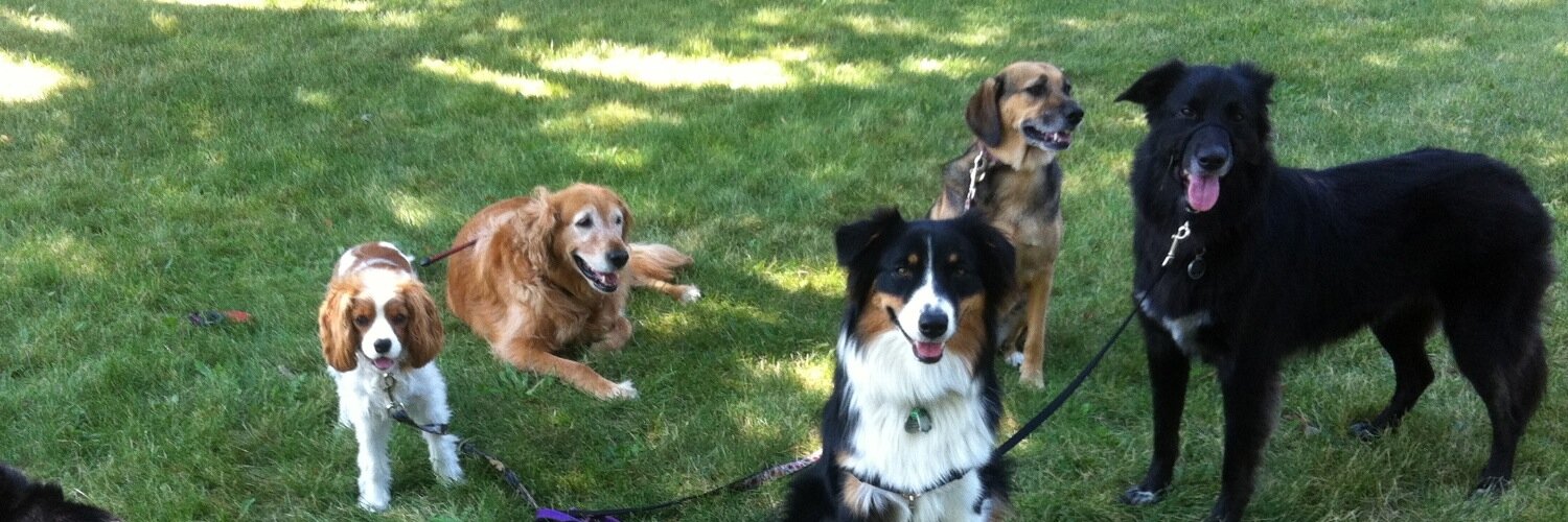 BarksNPurrs's profile banner image
