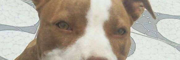 guianselmo53's profile banner image