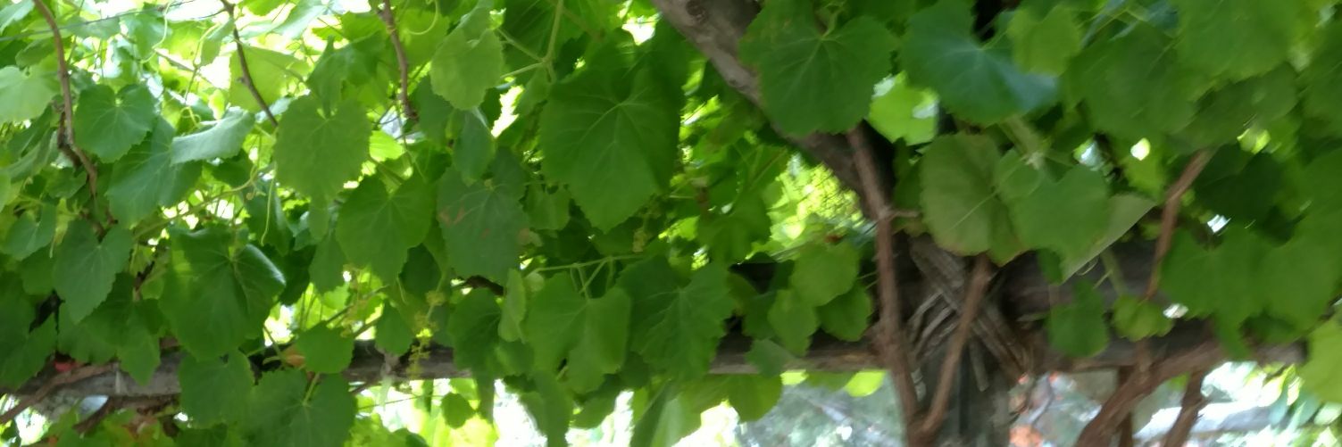 RamonHuezo's profile banner image