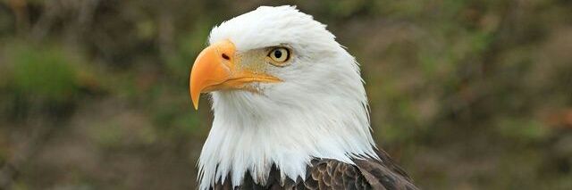 Chydexb's profile banner image