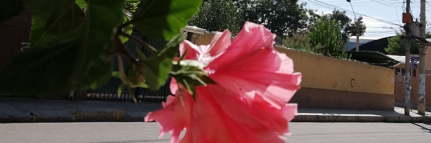 mary_alcon's profile banner image
