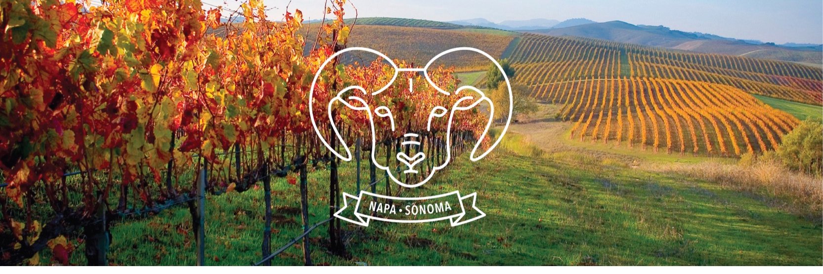 CarnerosWine's profile banner image