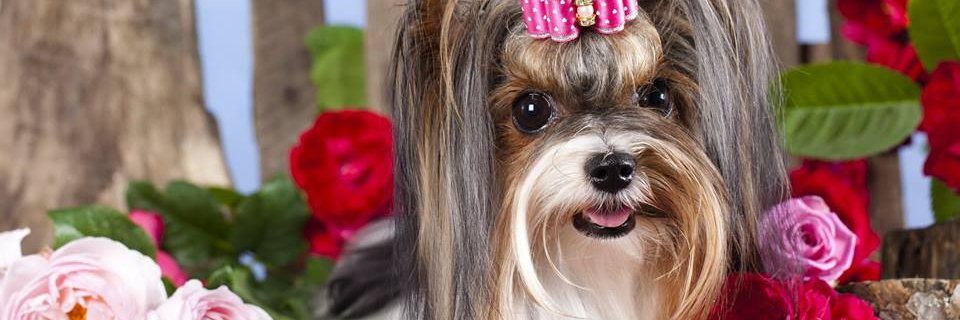 💥🌺 marta laura🌺💥 banner