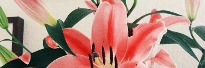 AntonellaCasti's profile banner image