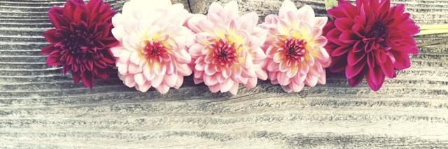 EllaWheeler15's profile banner image