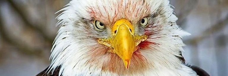 Kevin C 🇺🇲 banner