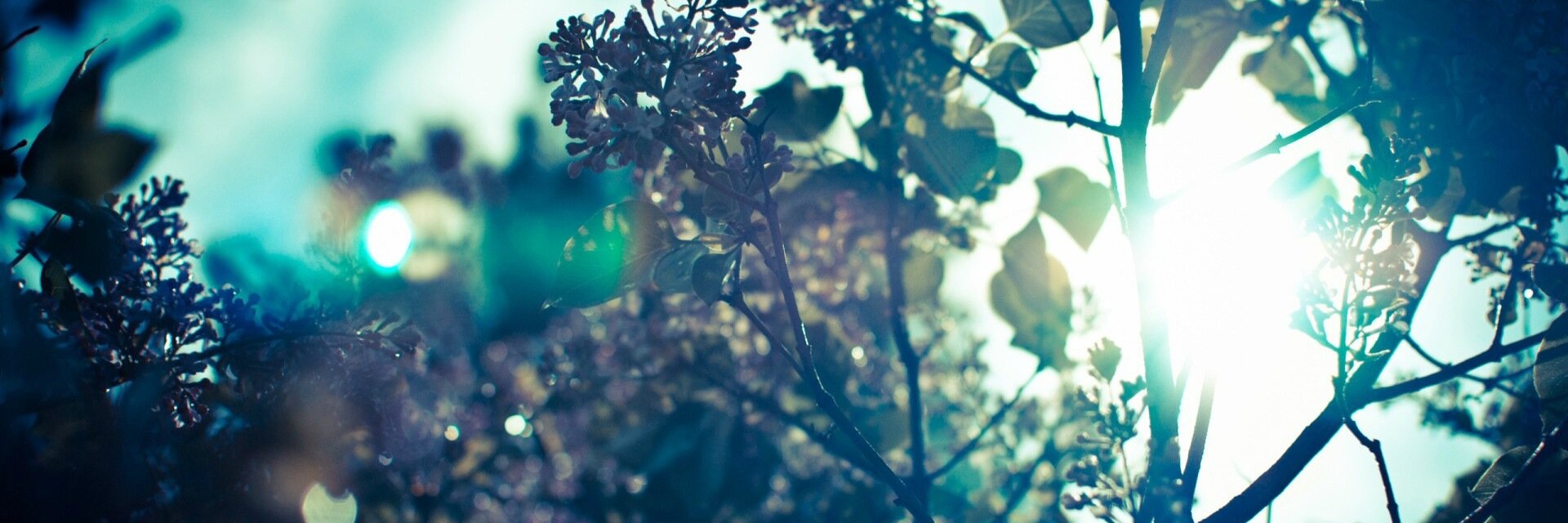 David Hopkins banner