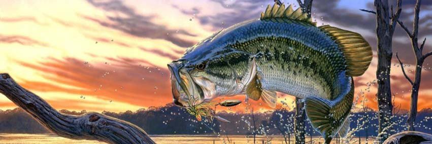 Topfish_rs's profile banner image