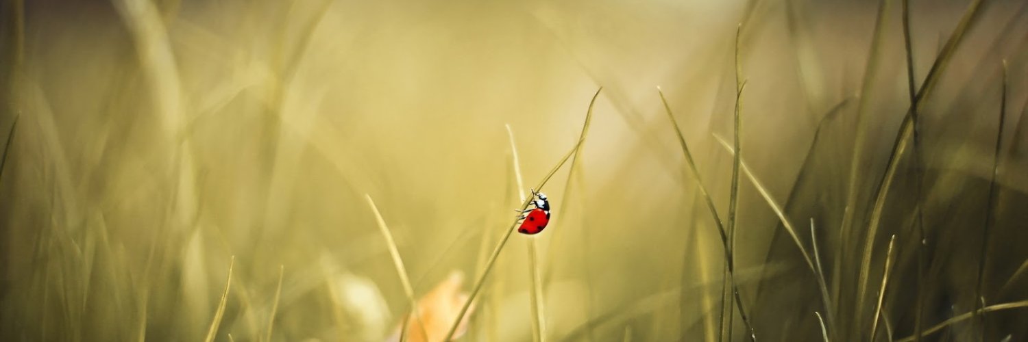 SubhiReina's profile banner image