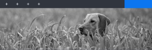 IDEXX Profile Banner