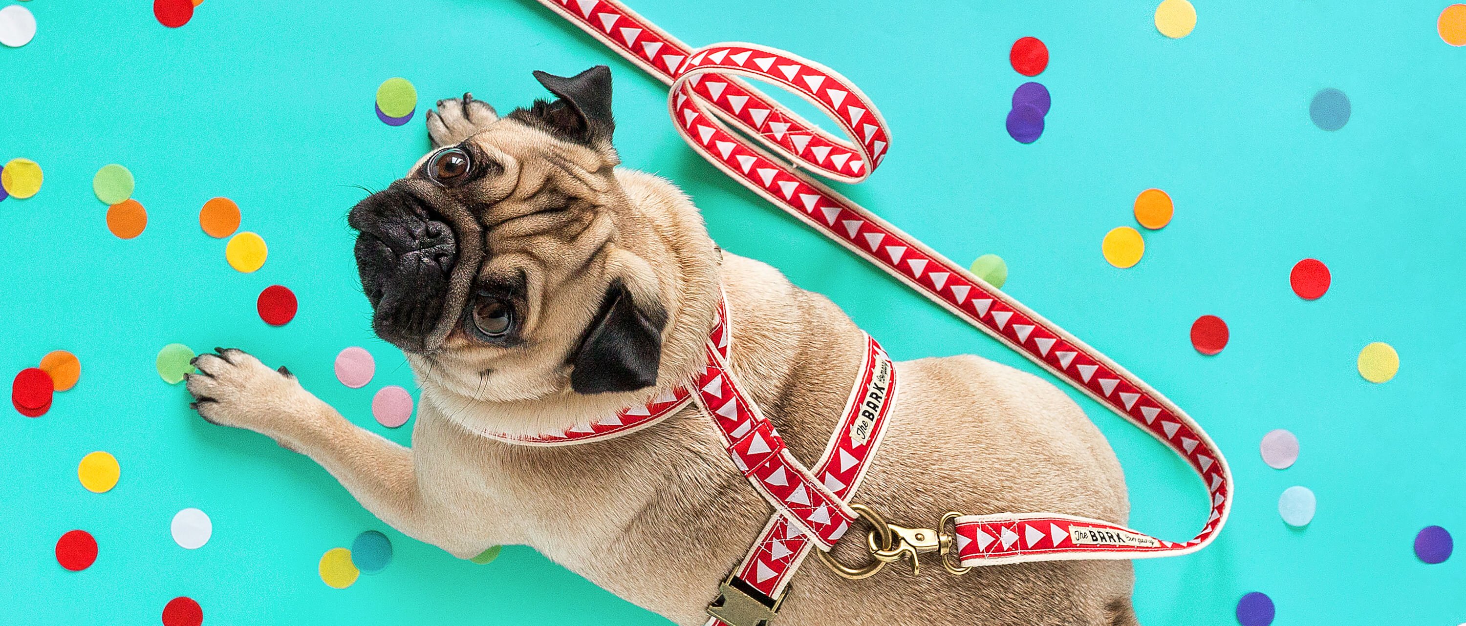 TheBarkCo's profile banner image
