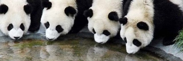 PandaBearLoki's profile banner image