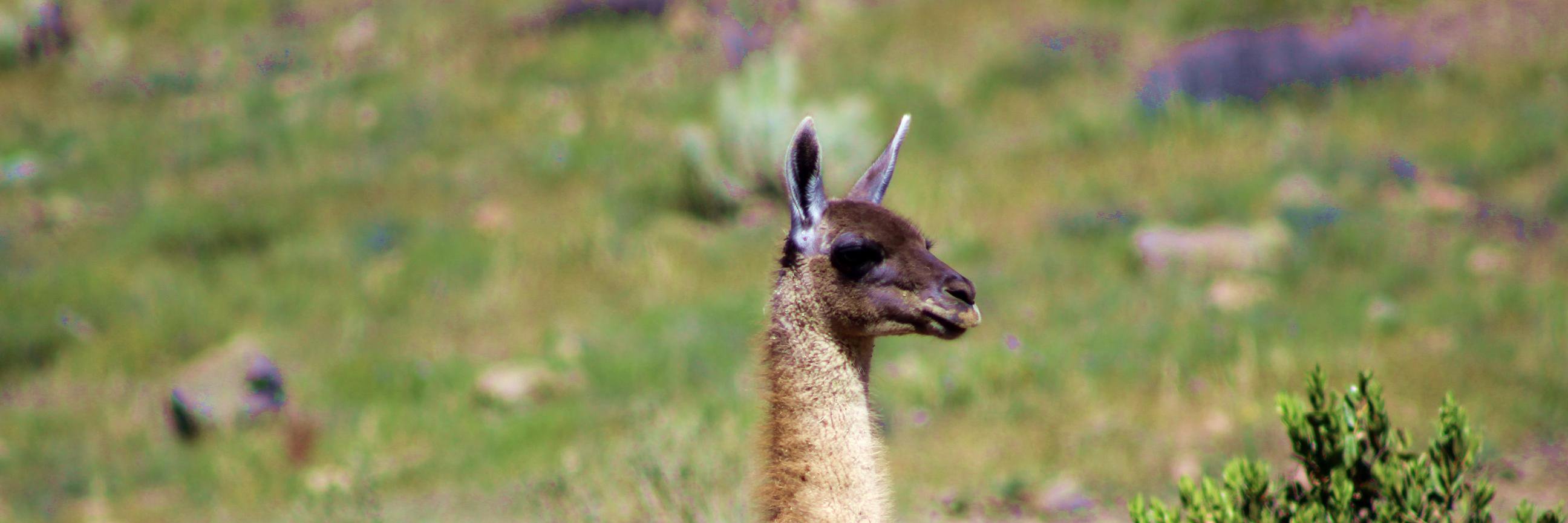 ChulengoAtacama's profile banner image
