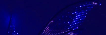medeiaa__'s profile banner image
