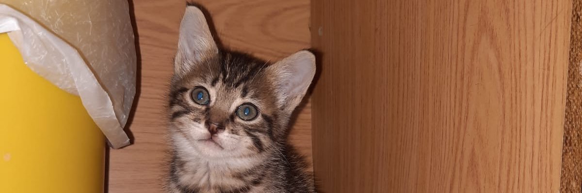 sandyaz31's profile banner image