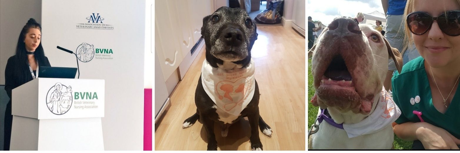 TheSaveABulls banner