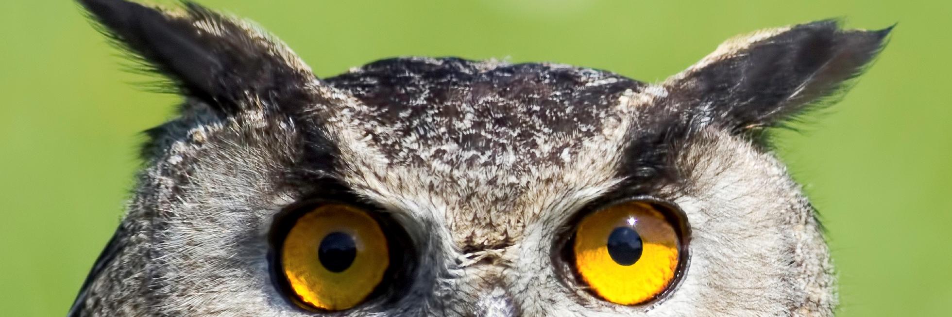 twootrueowl's profile banner image