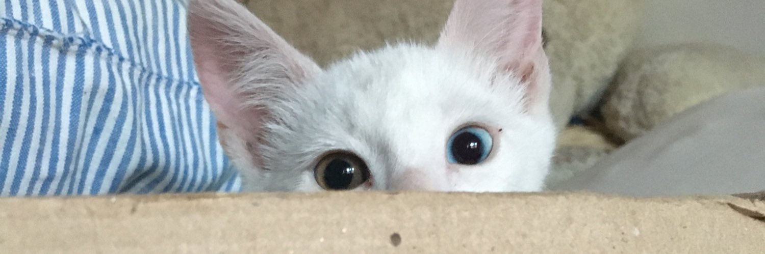 PauliJorge's profile banner image