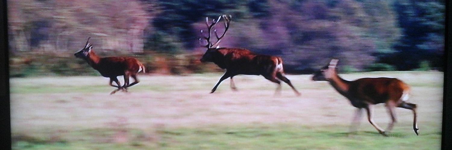 wildspeuren's profile banner image
