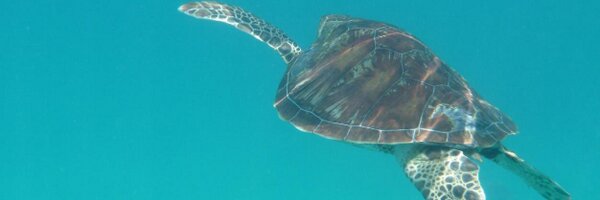 TomLewis29 Profile Banner