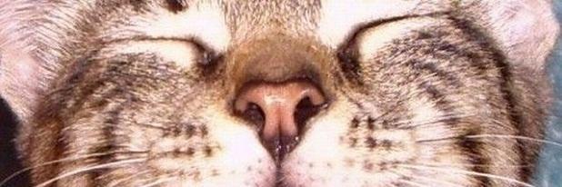 misterpuffES's profile banner image