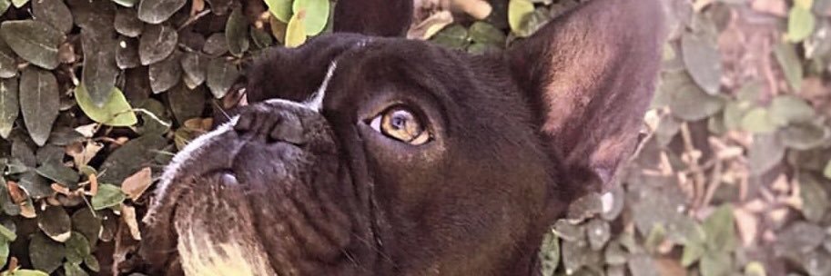 MariaLuciaJaime's profile banner image