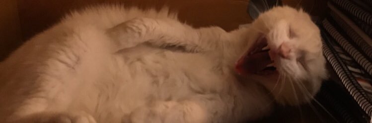 ailenpons1's profile banner image