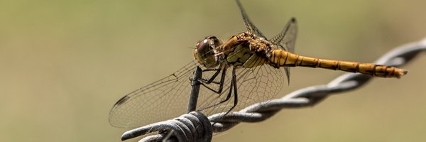 gracypoelman Profile Banner