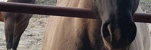 StardustAnimal's profile banner image