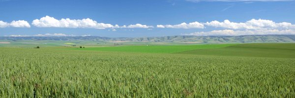 WSUWheatDoc Profile Banner