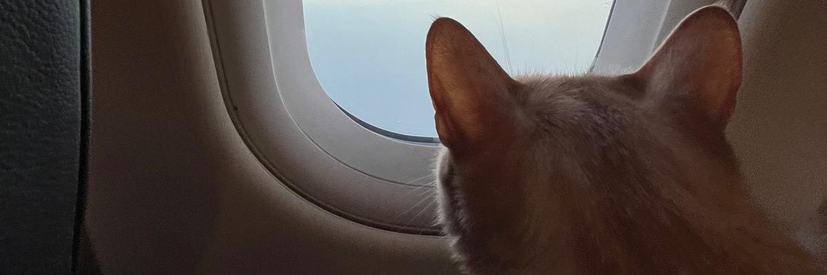 cerenguldenoglu's profile banner image