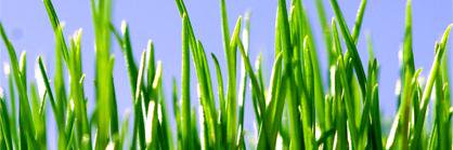 thegrassmans's profile banner image