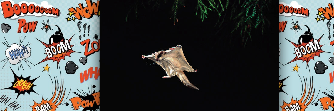 Flying Squirrel NYC (@FlyingSqNYC) / Posts / X