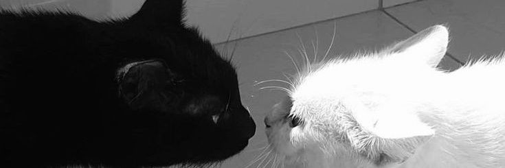 user_calico's profile banner image