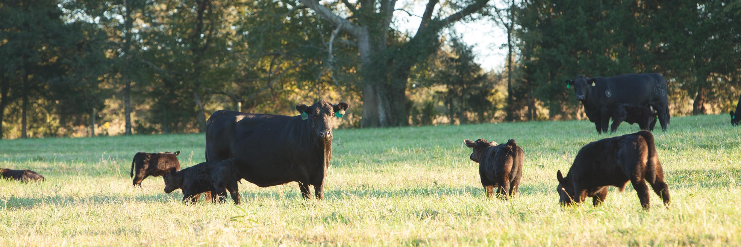 MSCattlemen's profile banner image