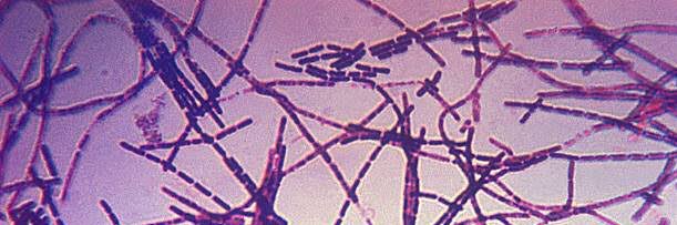 peido de antraz banner