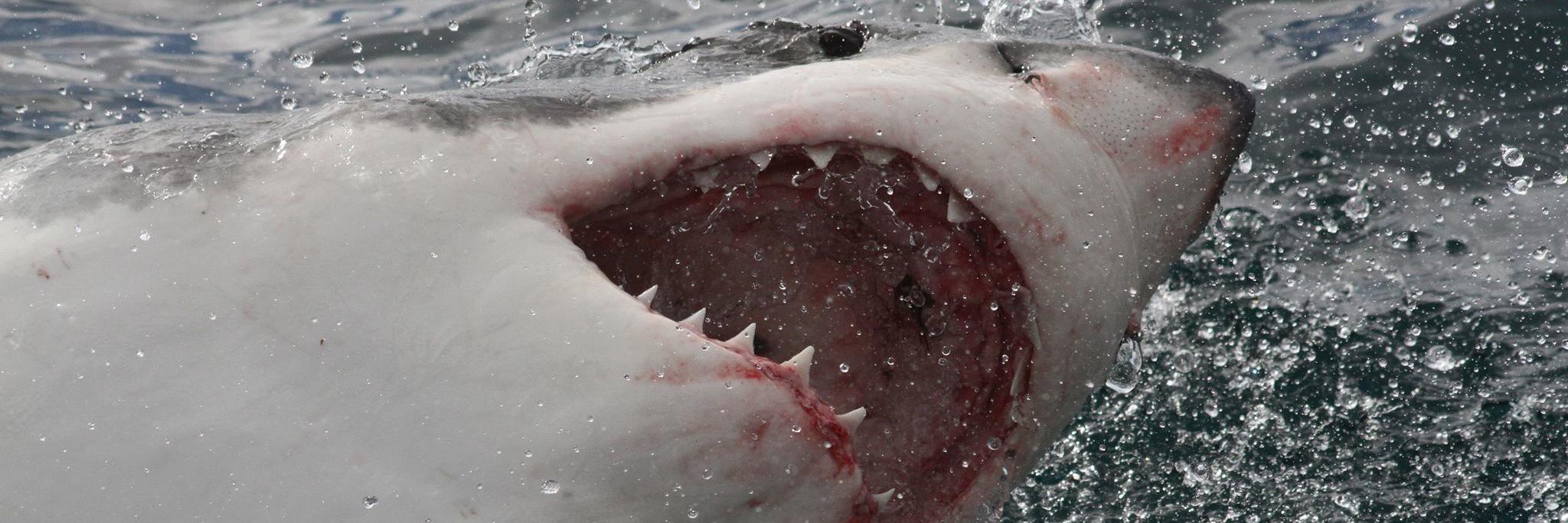 Dr. Craig O'Connell banner